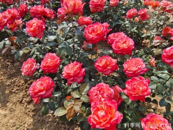 怎樣才能使月季花繁葉茂、株形美觀(guān)？