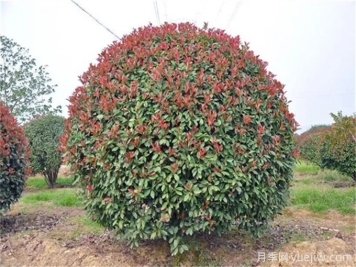 紅葉石楠造型如何修剪和管理？