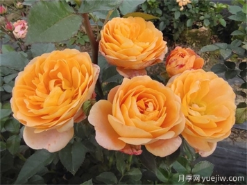 陽(yáng)臺月季系列，豐花勤花又抗病，輕松待機10個(gè)月