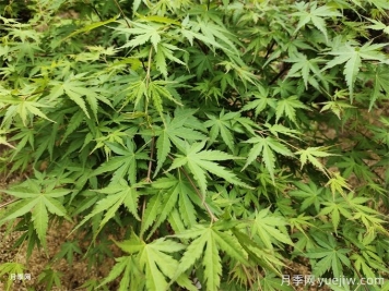 常見(jiàn)的30種色葉植物，為城市園林增綠添彩
