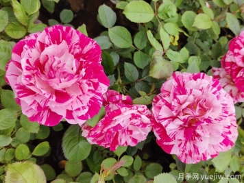 哪些植物相生相克？看其中奧秘