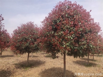 推薦20種彩葉樹(shù)種，用于園林綠化造景