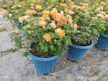 月季想要秋花開(kāi)得爆？施肥攻略要做好