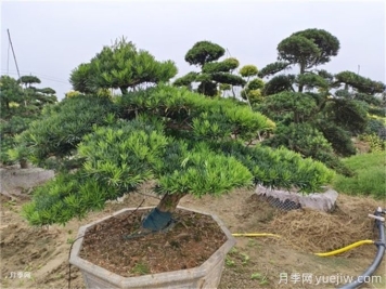 可觀(guān)賞又可入藥的花卉植物