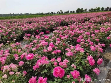 月季花種子怎么種？