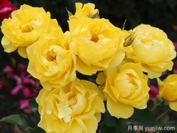 太陽(yáng)來(lái)了月季