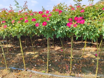 園林植物秋冬季養護要點(diǎn)