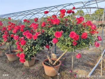 月季如何才能有更多分枝、開(kāi)花更多？