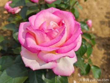小區內植物怎么修剪？