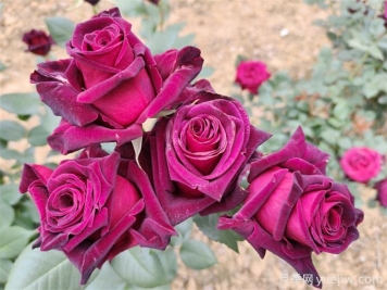月季開(kāi)花少？3招催花爆盆