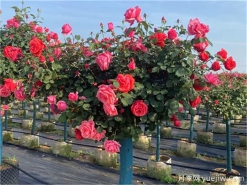 月季修剪越厲害開(kāi)花越多？月季修剪方法