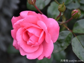 佩內的戀人月季