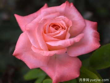 真誠月季/青春小鳥(niǎo)月季