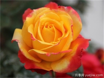 種植大花月季需要注意什么細節？