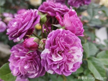 栽植養護月季需要注意什么？