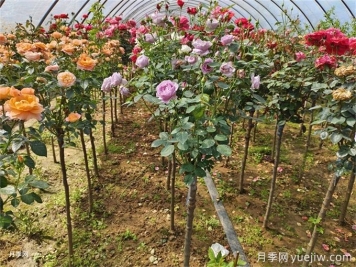 兩廣福建地區種植月季有什么要注意！