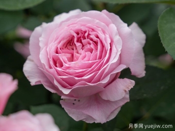 玫瑰與月季，rose中的典雅華麗