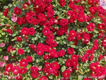 如何打造一面月季花墻？