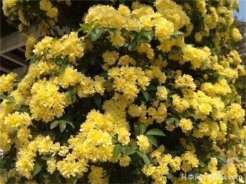 華中地區常見(jiàn)的開(kāi)花植物，一起來(lái)認一認！