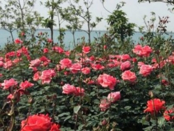從污染大鎮到月季艾草之鄉，南陽(yáng)蒲山鎮華麗轉身
