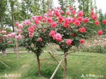 1、3、6公分南陽(yáng)樹(shù)狀月季多少錢(qián)一棵？樹(shù)狀月季價(jià)格表！