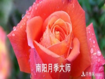 南陽(yáng)市首批13名南陽(yáng)月季大師名單都有誰(shuí)？