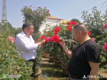 四季花開(kāi)美名揚——訪(fǎng)南陽(yáng)“月季大師”蘇金朋、蘇玉果父子