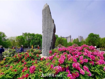 山東三大花都盛產(chǎn)牡丹、月季、玫瑰，看看是哪里？