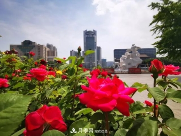 太原種植百萬(wàn)株月季花卉，打造玫瑰浪漫之都