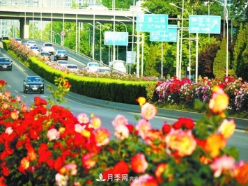 北京月季驚艷！250公里月季項鏈環(huán)繞京城