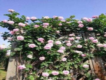 上海辰山植物園月季花海，五一迎來(lái)最佳觀(guān)賞期