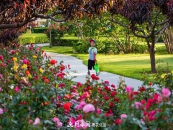 冉冉初夏，河北秦皇島十余處月季花海等你邂逅！