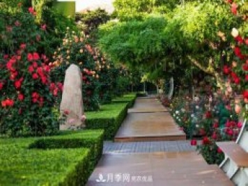秦皇島適合養月季花，市花和市樹(shù)是什么