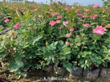 南陽(yáng)樹(shù)狀月季，大花月季，基地直銷(xiāo)，貨源充足，推薦南陽(yáng)月季