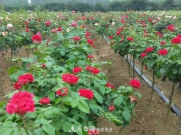 小型樹(shù)樁月季，小月季樹(shù)批發(fā)價(jià)格