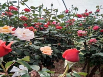 南陽(yáng)樹(shù)狀月季批發(fā)基地，規模大，品質(zhì)好，成活率高