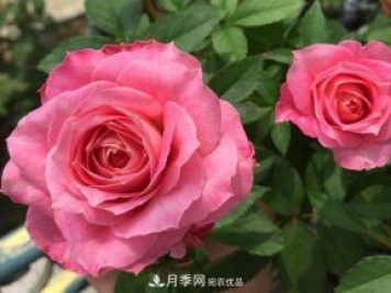 最齊全的適合陽(yáng)臺養的月季品種系列，來(lái)看一看