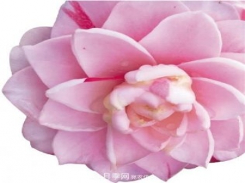 浙江金華婺城區竹馬鄉茶花產(chǎn)業(yè)綻放“花經(jīng)濟”