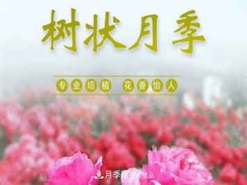 南陽(yáng)樹(shù)狀月季批發(fā)基地
