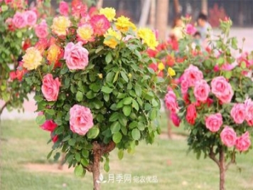 分享六點(diǎn)，湖北月季樹(shù)養護不再是難題