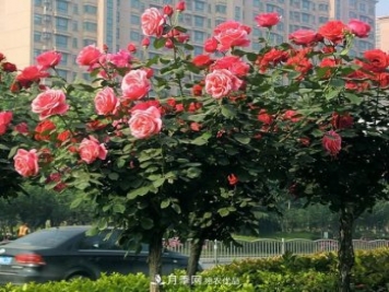 月季養成樹(shù)，這種盆景月季樹(shù)一年300天開(kāi)花，很適合懶人養