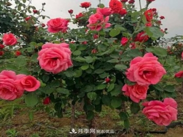 公園樹(shù)狀月季，景區樹(shù)狀月季，樹(shù)狀月季苗批發(fā)基地