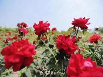 上海松江10萬(wàn)平方米月季小鎮9月底完工，十一等你來(lái)打卡