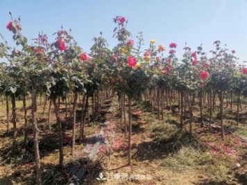 河北樹(shù)狀月季批發(fā)基地，品種月季產(chǎn)地直供價(jià)格表