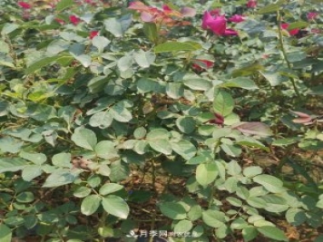 月季苗，月季花，品種齊全暢銷(xiāo)全國市花城市