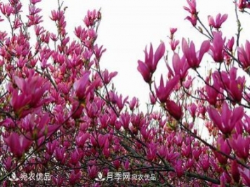 南召辛夷苗價(jià)格，辛夷苗行情，中國辛夷之鄉玉蘭之鄉