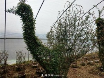 動(dòng)物造型月季，十二生肖奇型造型月季