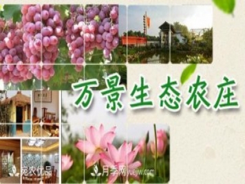 南召縣萬(wàn)景園林張園園，玉蘭樹(shù)苗木創(chuàng  )業(yè)造福鄉梓