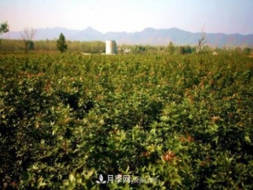 南陽(yáng)市內鄉縣五角楓玉蘭苗木基地