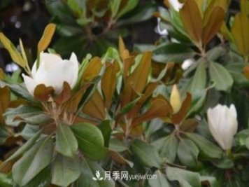 南召縣張德倉，玉蘭苗木大王創(chuàng  )業(yè)記